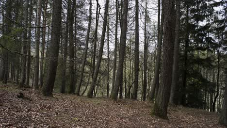 static shot of leaves lying on the ground in the autumn inside a pine forest