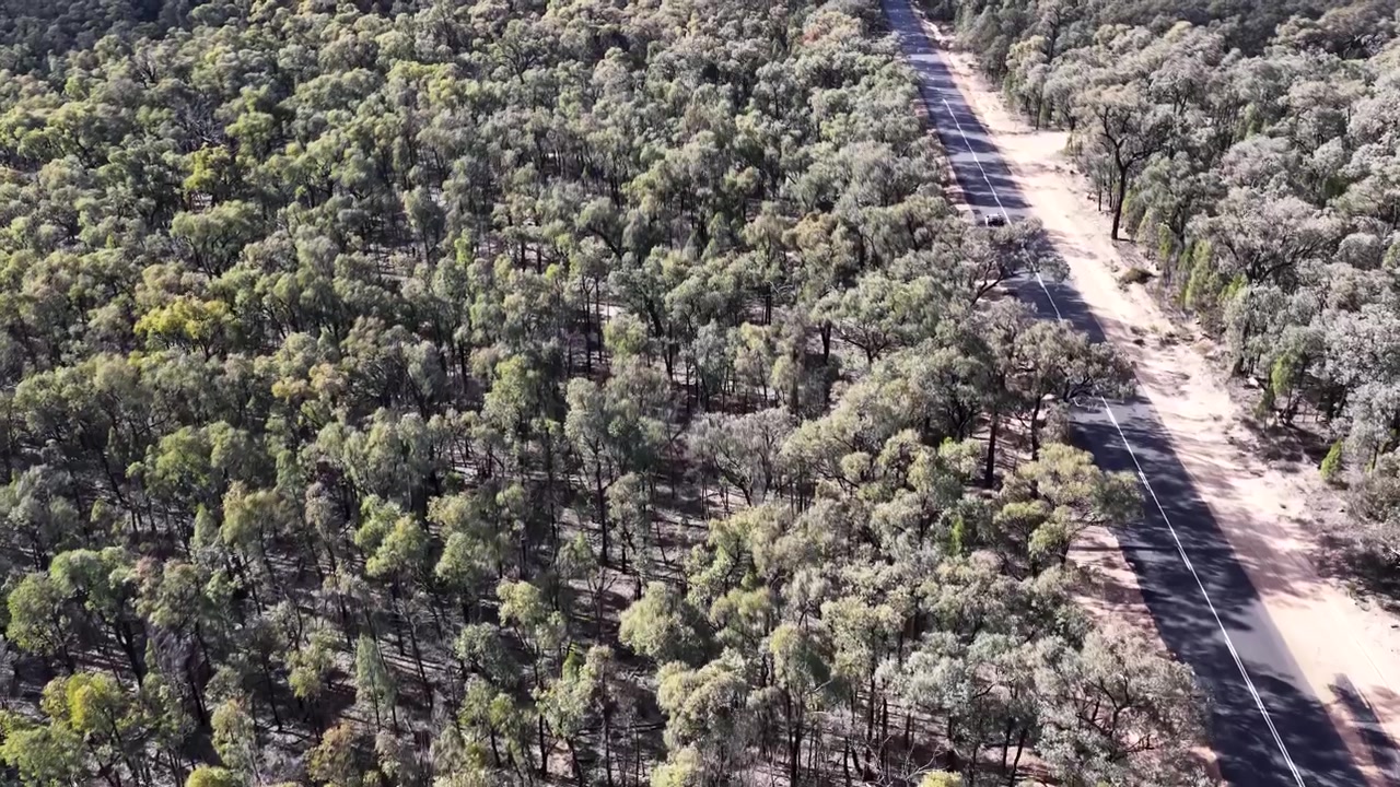 High-angle drone shot of a vehicle traveling along a straight road through dense eucalyptus bushland.