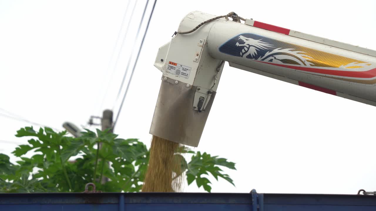 primer plano de movimiento manual de una cosechadora que descarga cultivos de arroz en el camión, listo para ser transportado al almacén, ciudad de douliu, condado de yunlin, taiwán