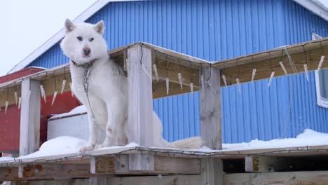 Perro-De-Trineo-Blanco-En-La-Cubierta-De-Una-Casa-Azul-En-Una-Tormenta-De-Nieve