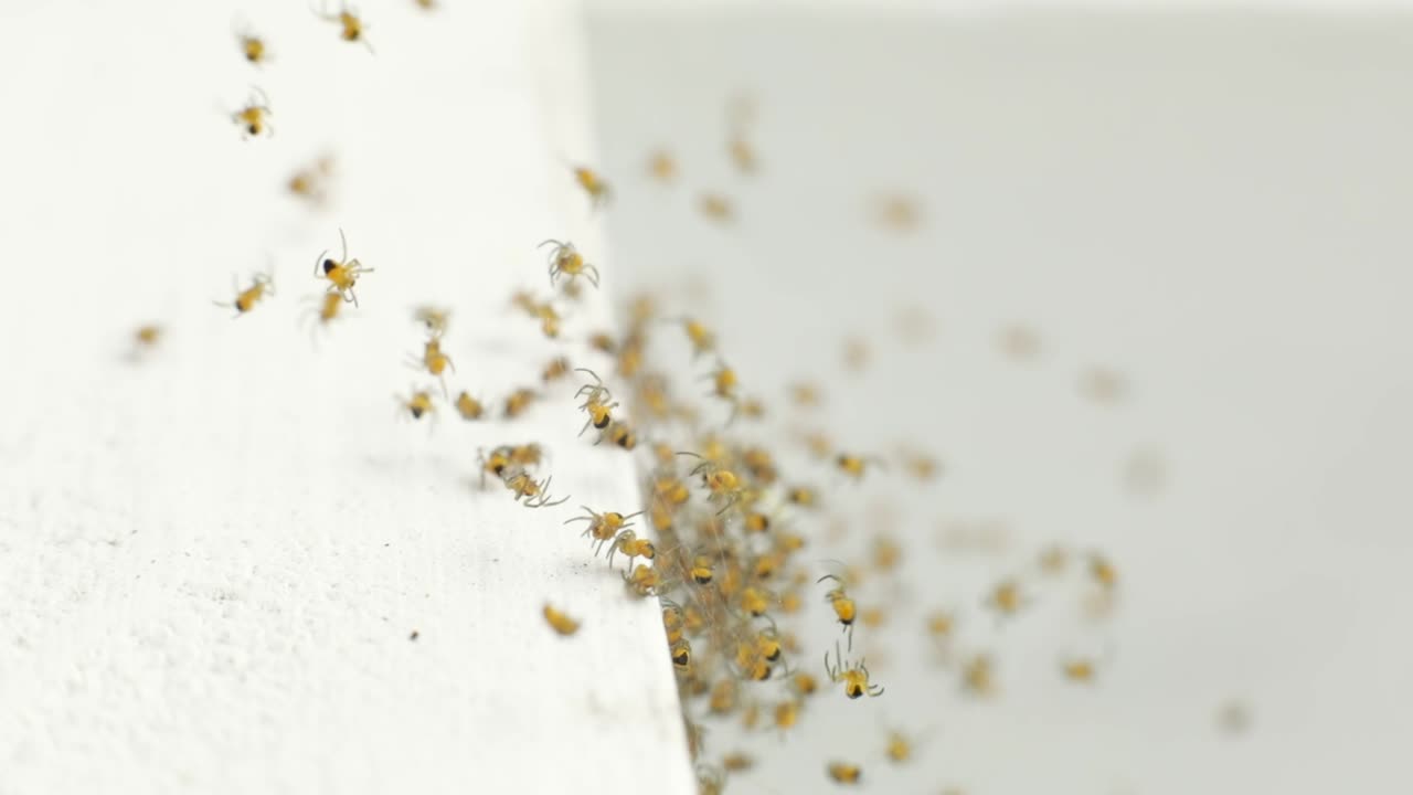 흰 표면에 함께 정원 거미 그룹의 새끼 거미