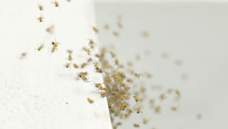 spiderlings of garden spiders group together on a white surface