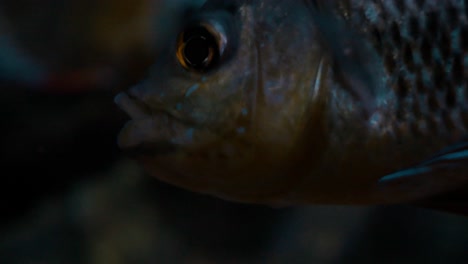 close up from a shining fish in an aquarium