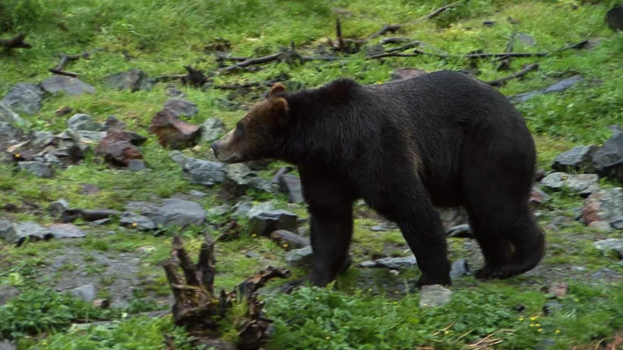 Orso nero che cammina lentamente in una giornata piovosa.