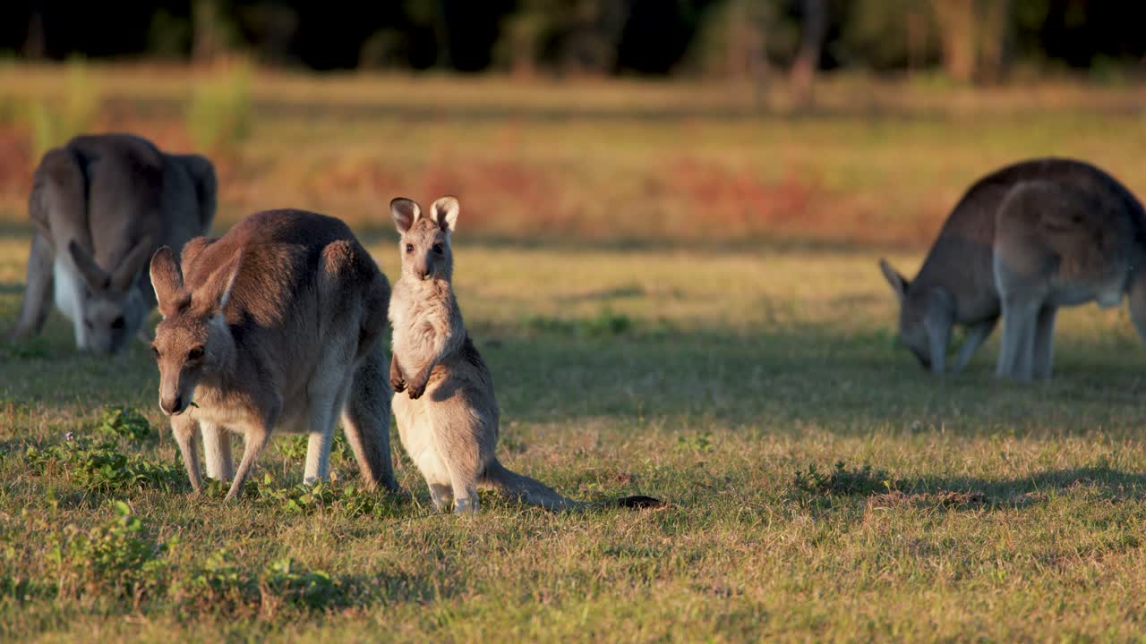 A kangaroo joey nuzzles and interacts with an adult kangaroo in golden sunset light on an open grassy field, with gentle camera movement