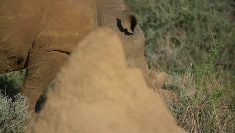 los rinocerontes se alimentan en la naturaleza de cerca
