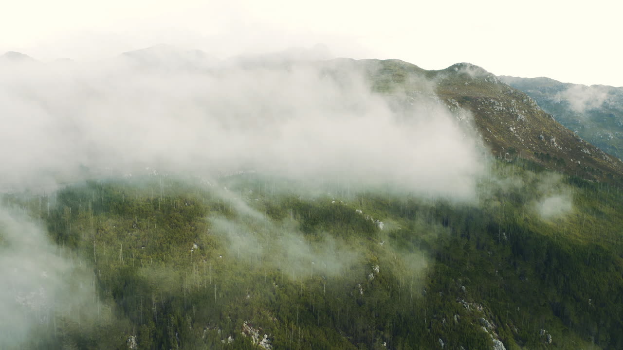 cordillera de niebla con denso bosque