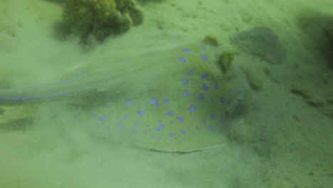 Bluespotted-Stingray-Im-Roten-Meer-Neben-Dem-Korallenriff