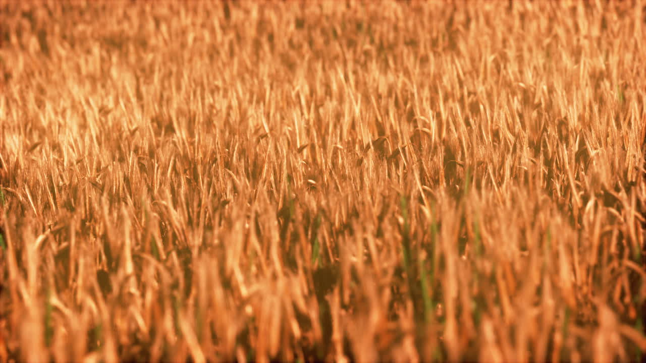 the field of ripe rye at sunset