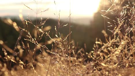 Viento-Que-Sopla-En-La-Puesta-De-Sol-Durante-El-Otoño