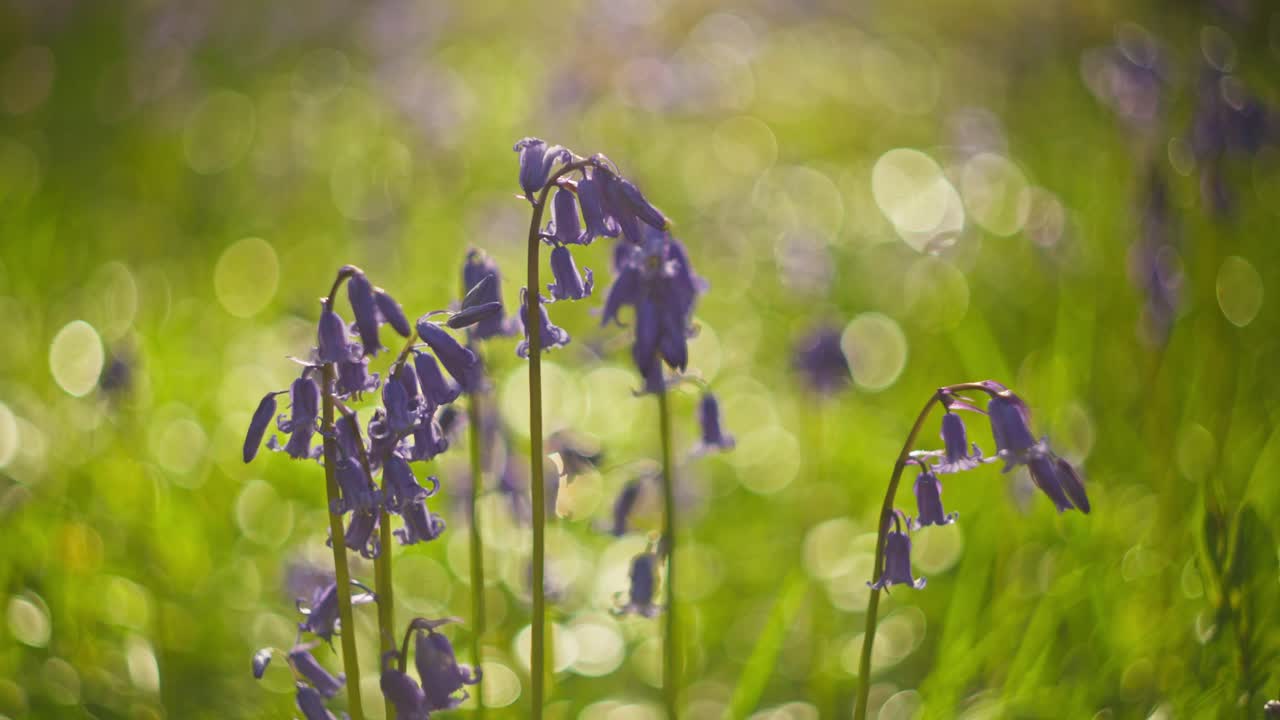 Bluebells in a Meadow