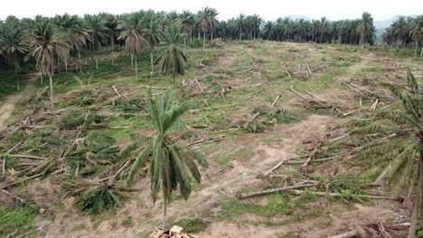 Aerial-view-excavator-clear-the-land-at-oil-palm-plantation-at-Malaysia.