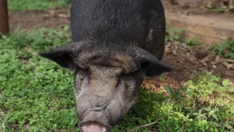 pig's head and body in natural setting