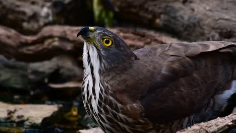 The-Crested-Goshawk-is-one-of-the-most-common-birds-of-prey-in-Asia-and-belonging-to-the-same-family-of-eagles,-harriers