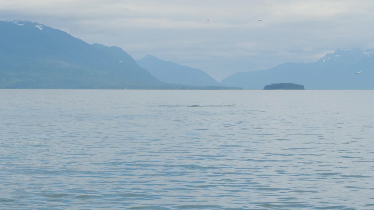 ザトウクジラの浮上。アラスカでのホエールウォッチング。