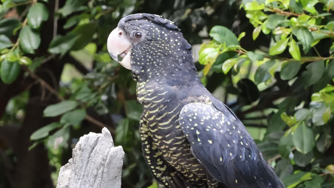 loro gris observando los alrededores desde una percha de madera