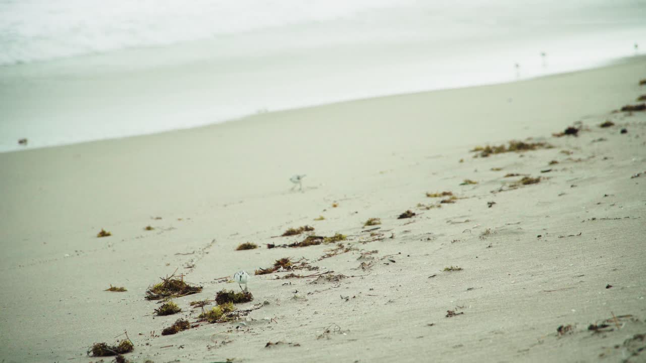 열대성 폭풍, 새들은 바람이 불고 비오는 날 빈 해변에서 음식을 찾습니다