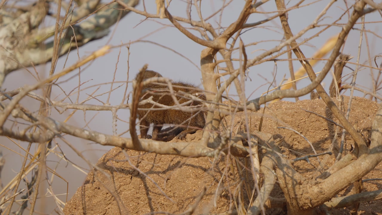 Dwarf mongoose on termite mound scans the surroundings in slow motion, partially hidden by branches in dry savanna habitat, alert wildlife behavior in natural light.