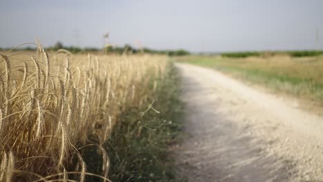 dirt path runs alongside a golden wheat field, camera dolly moving forward