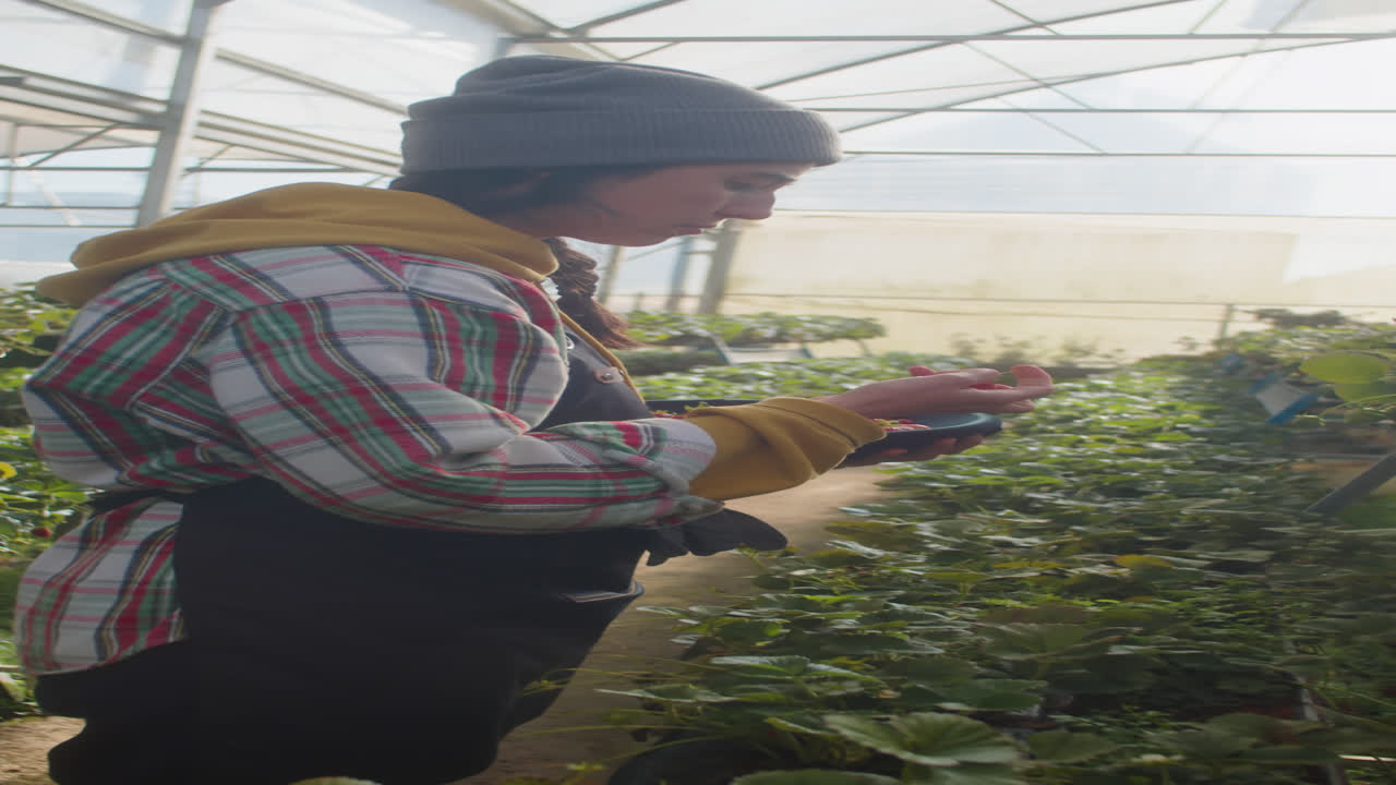 Female Greenhouse Worker Collecting Strawberries