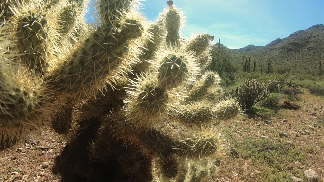 Desert Scenery Pan With Mountain
