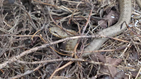 smooth snake on the ground between twigs and dried leaves