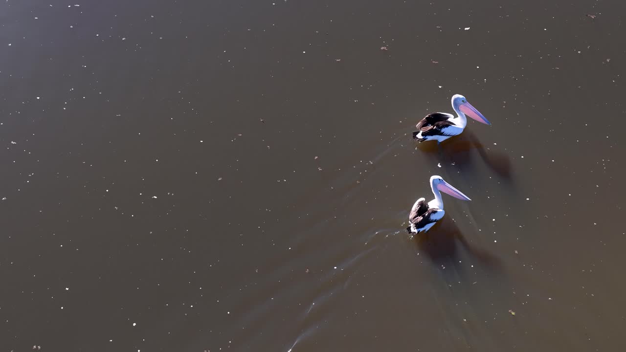 Two Australian pelicans glide calmly across a sunlit lake, captured in a steady aerial view with soft natural lighting and gentle water ripples