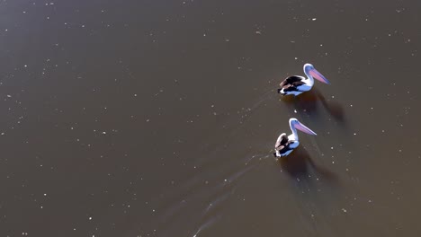two australian pelicans glide calmly across a sunlit lake, captured in a steady aerial view with soft natural lighting and gentle water ripples
