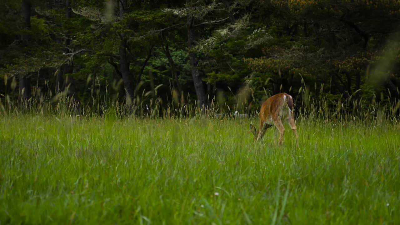 el ciervo en un campo de hierba