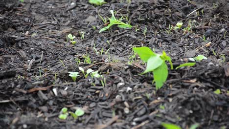 green leaf sprouts out of freshly laid mulch