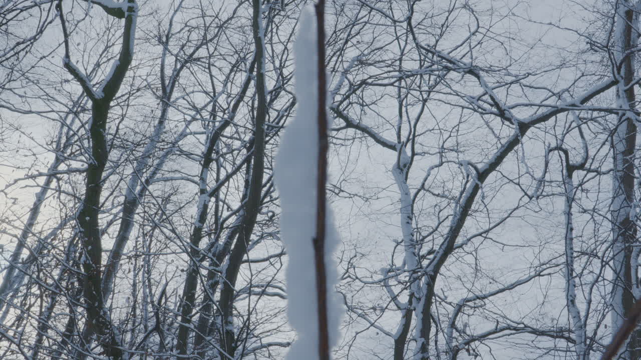 Winter Morning View In A Park With Trees Covered By Snow