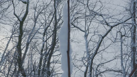 winter morning view in a park with trees covered by snow