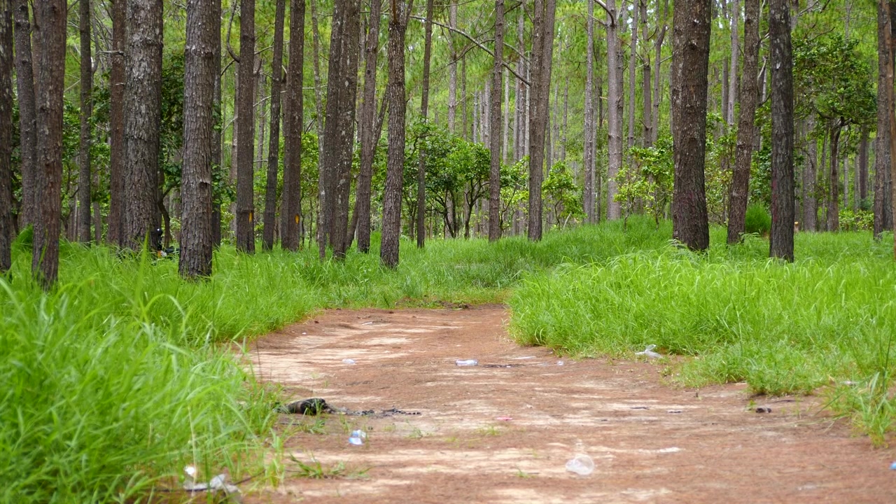 柬埔寨磅士卑省基里隆國家公園松樹林中的泥土小徑，兩旁是高草、筆直樹幹和寧靜翠綠的林地