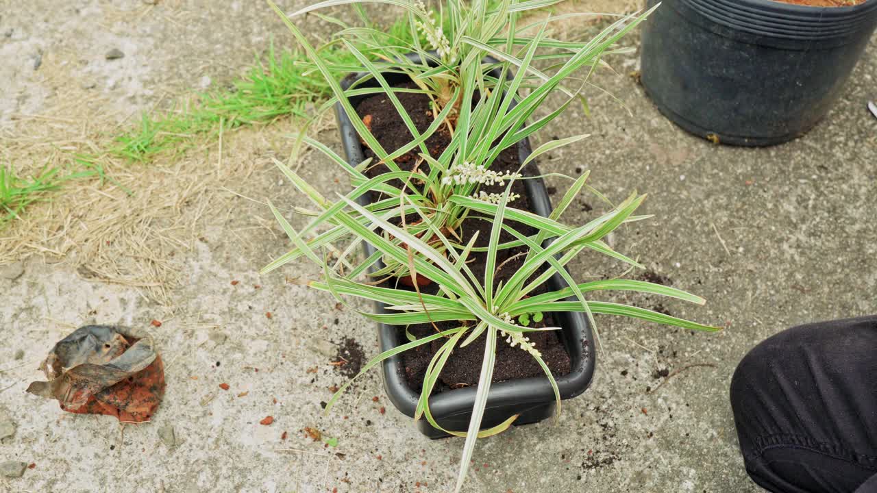 Nærbillede af hænder, der bruger en håndspartel til at fylde de resterende rum med pottemuld omkring grønne planter i en sort rektangulær plantekasse udendørs