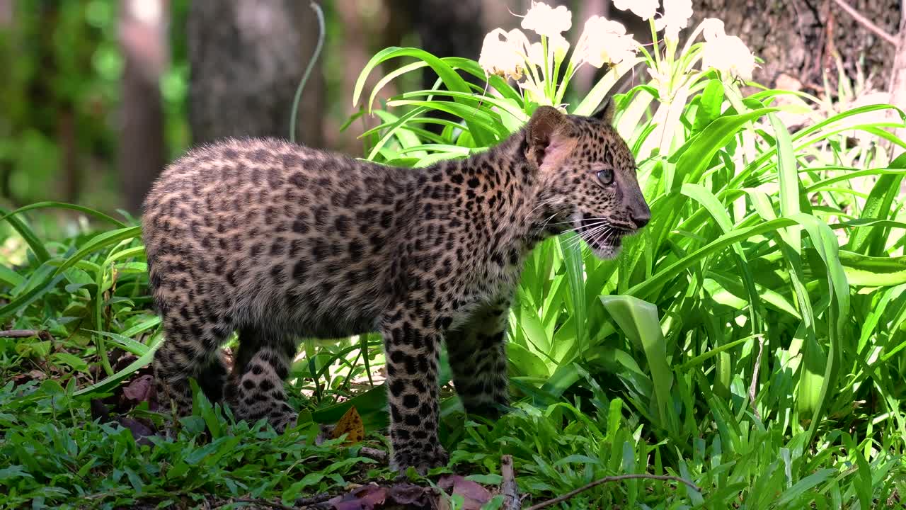 el leopardo de indochina es una especie vulnerable y uno de los grandes felinos de tailandia