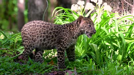 Der-Indochinesische-Leopard-Ist-Eine-Gefährdete-Art-Und-Eine-Der-Großen-Katzen-Thailands