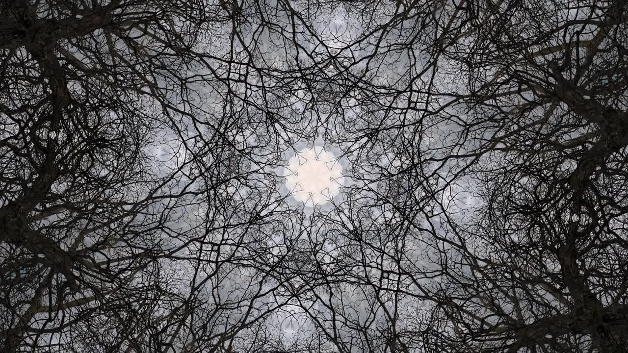 대칭으로 된 나무 - 루프 가능