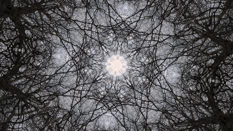 trees in symmetry - loopable