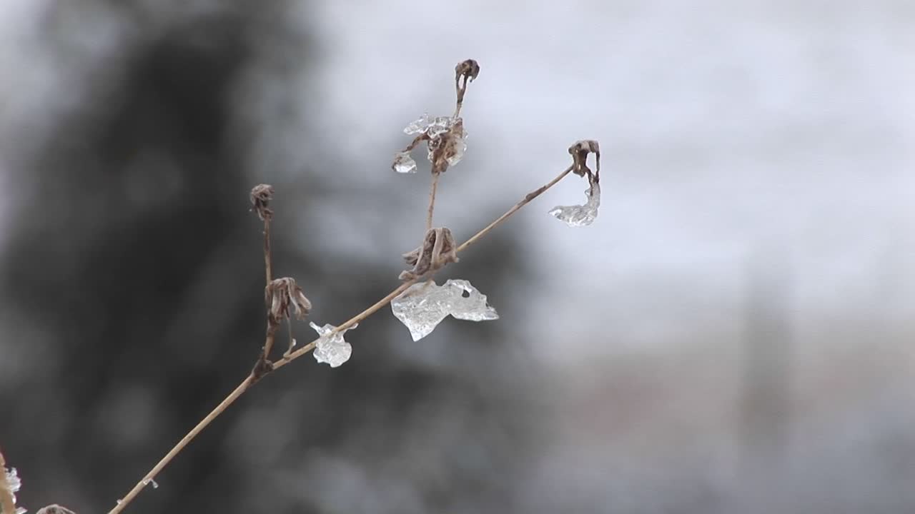 얼음에 싸인 몇 개의 남은 잎이 있는 작은 나무의 몽타주