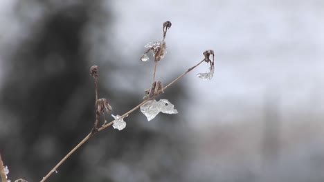 Un-Montaje-De-Un-Pequeño-árbol-Con-Sus-Pocas-Hojas-Restantes-Cubiertas-De-Hielo