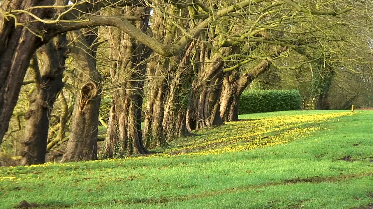 rutland-winter aconites의 영국 카운티에서 자라는 올해의 첫 번째 야생화