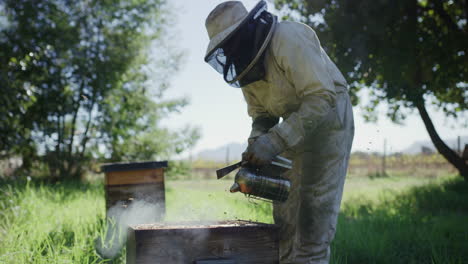 beekeeping is great for the environment