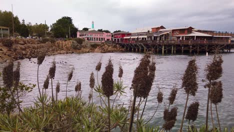 toma panorámica de cardán del antiguo muelle de pescadores en monterey, california con totora en primer plano