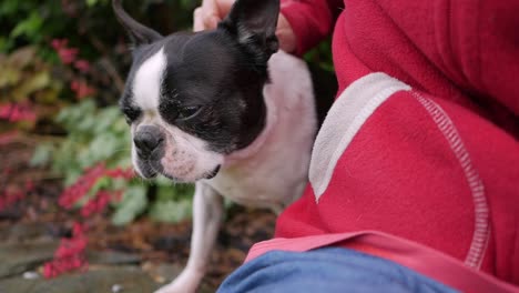 female hand patting dog head, outdoors, slow motion