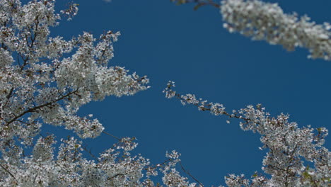 Schöner-Blumenhintergrund-Mit-Kopienraum