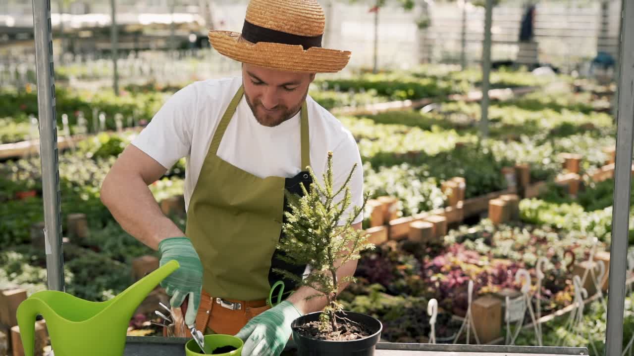 joven jardinero trasplantando un árbol de navidad a una olla