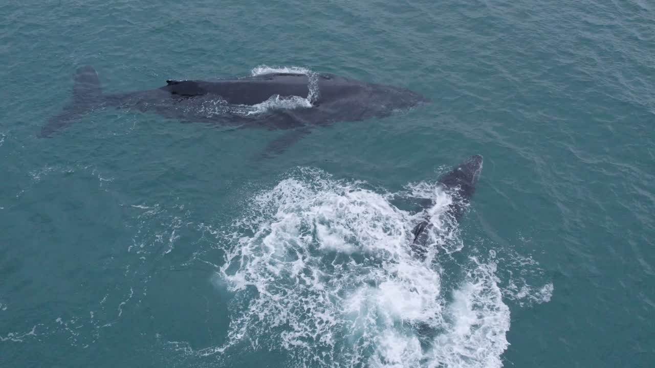 Cenital drone view over humpback whale mom and her breeding hitting water in Gulf of California, Baja California Sur