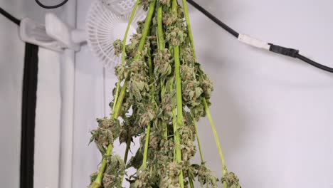 tiro de carro de secado de plantas de cannabis en una tienda de cultivo