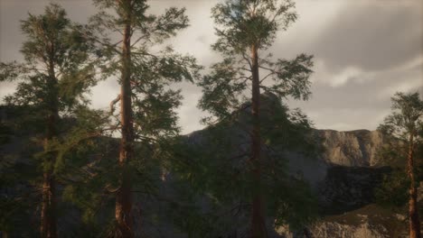 bosque brumoso en la ladera de la montaña
