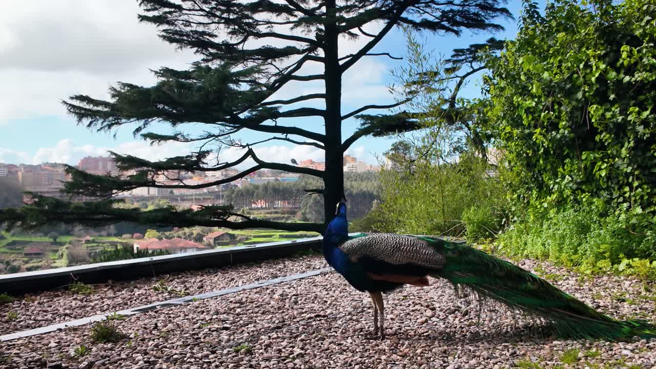 Peacock with bright feathers in Porto park during daylight